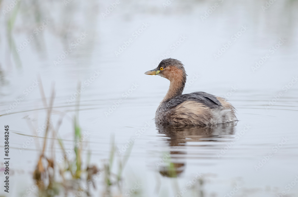 Little grebe, also known as dabchick floating on the pond. Little grebe, also known as dabchick floating on the pond.