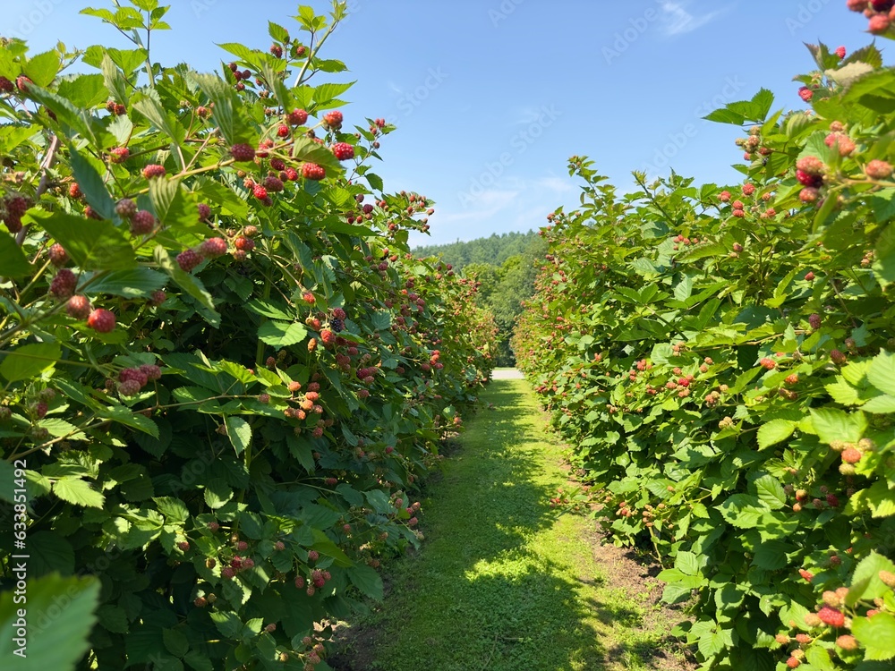 Fototapeta premium Fresh blackberry berries on the branches of lush bushes in long rows under bright sunlight. Blackberry farm. Rows of blackberry bushes. Growing berries on an open-air plantation