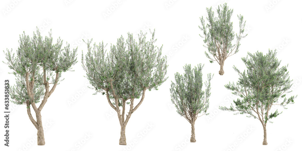 Fototapeta premium Collection of Olive Plant isolated on white backgound