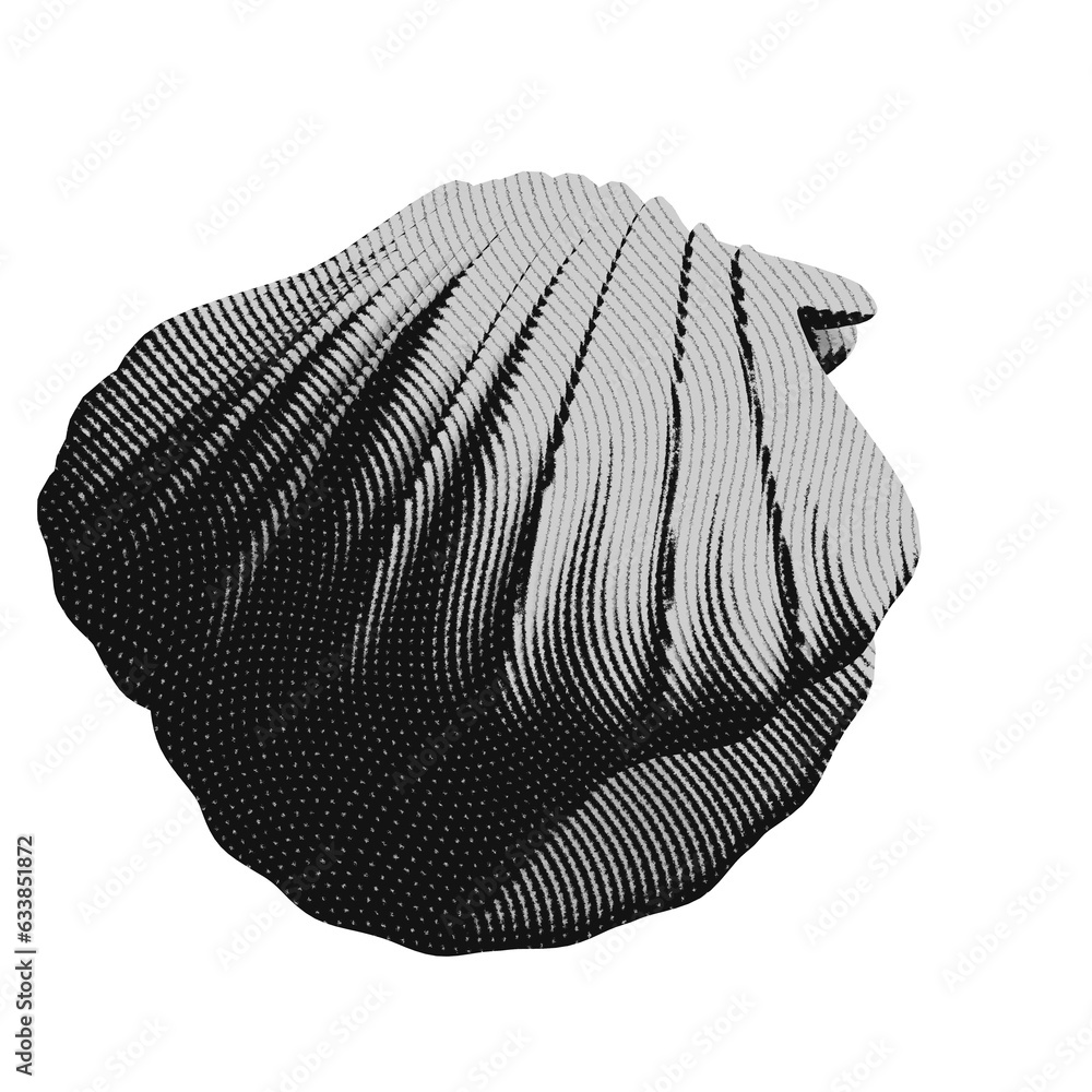 Seashells set. Hand drawn illustrations of engraved line. Collection of ...