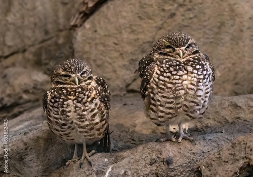 Two western burrowing owls.   They are a ground dwelling  bird found in the desert regions east of Bend, Oregon