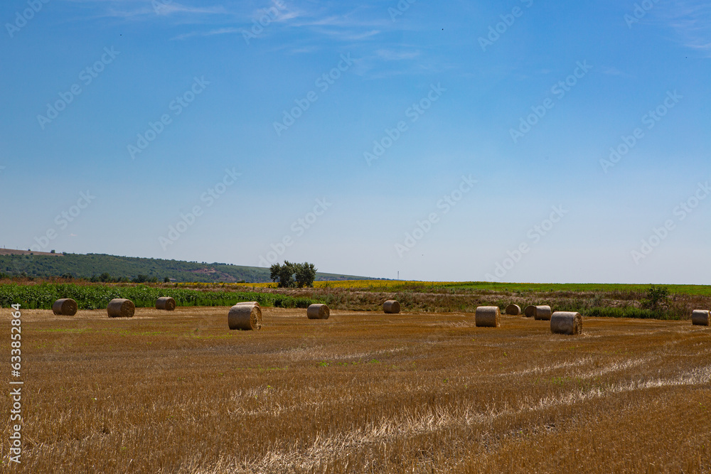 Fototapeta premium bales in the field