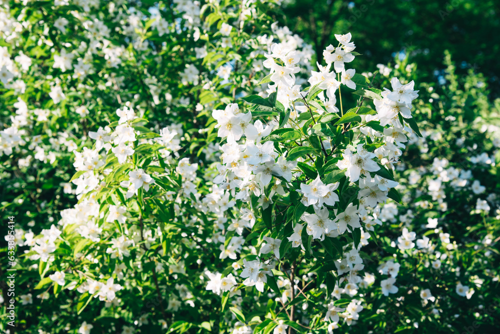 jasmine flowers blossoming in sunny summer day, closeup photo. jasmine flowers blossoming in sunny summer day, closeup photo.