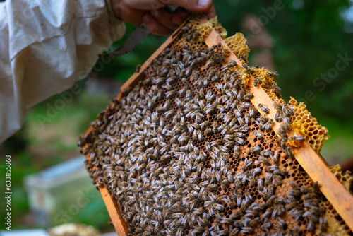 Bees on the honeycomb frame. Beekeeper holding a frame of honeycomb
