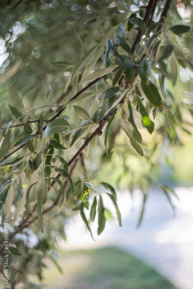 Obraz premium Olive tree branches