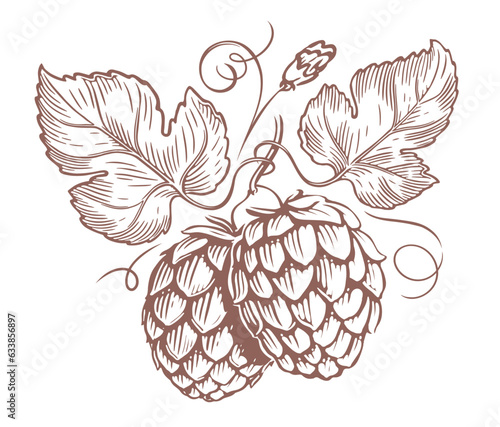 Branch with hop cones and leaves. Engraved style illustration. Vintage sketch vector illustration