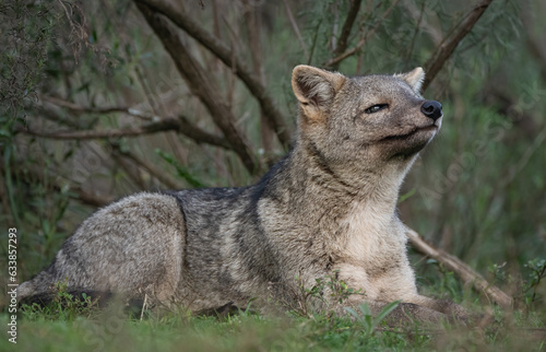 Wallpaper Mural Sniffing Torontodigital.ca