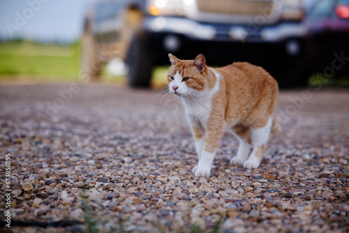 A ginger and white coloured cat stood on gravel looking cute