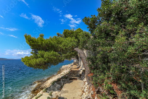 Wild trees on the coast of Croatia