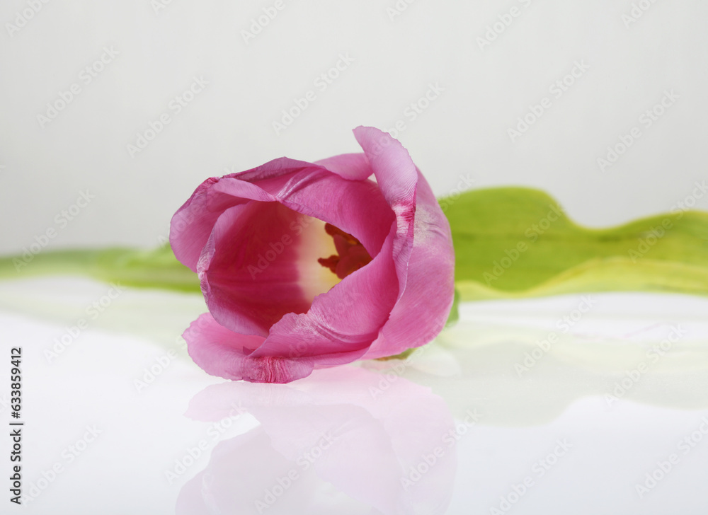 Tulip flower on light background. Tulip flower on light background.