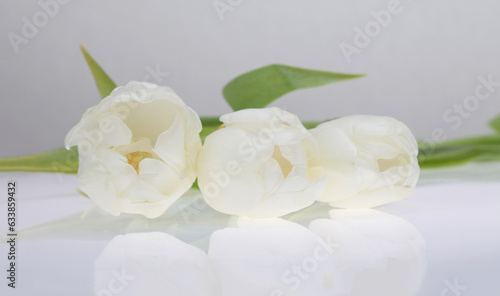 White Tulip flower on light background.