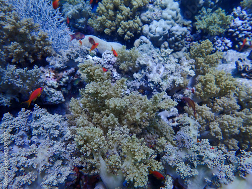 Coral Reef in the Red Sea