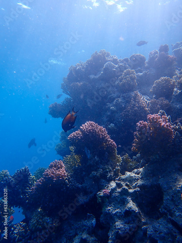 Coral Reef in the Red Sea