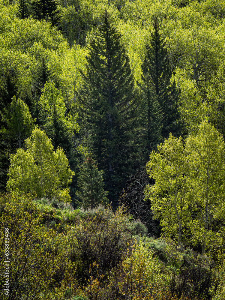 pine trees rise high among glowing green aspen trees in a forest in the Tetons in spring pine trees rise high among glowing green aspen trees in a forest in the Tetons in spring