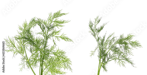 Fresh green dill isolated on white background with clipping path