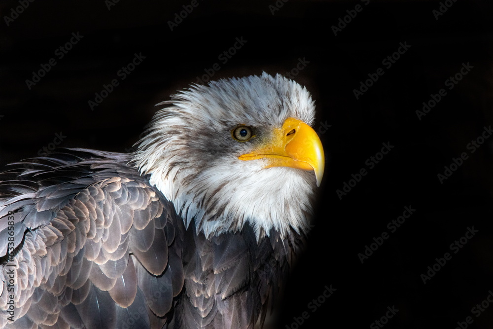 Obraz premium Weißkopfseeadler