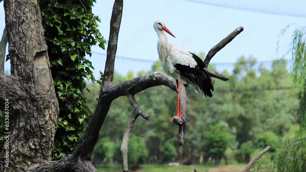 White stork in the birds park on the tree White stork in the birds park on the tree