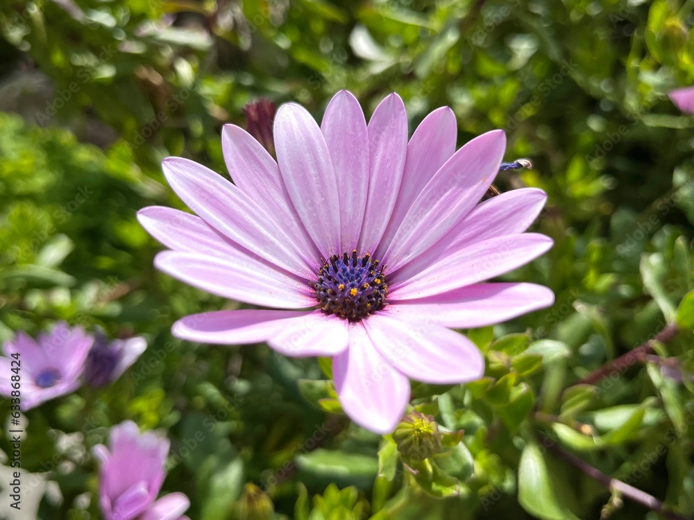 Obraz premium violet African daisy flower