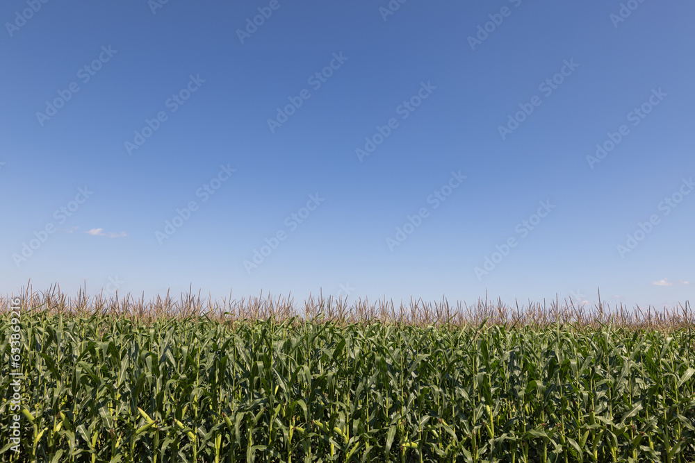 close-up corn on the field, the concept of growing corn close-up corn on the field, the concept of growing corn