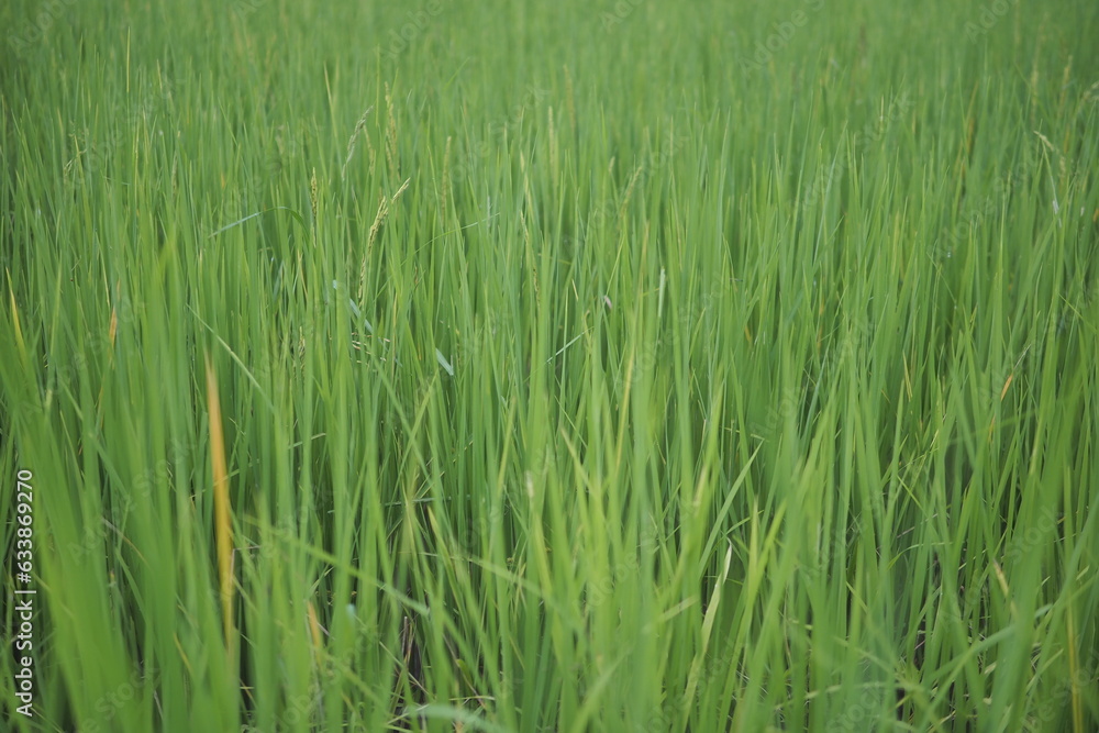 Beautiful scene of a green rice field landscape in an overcast, cloudy region of Thailand. Cereal harvesting environment. Beautiful scene of a green rice field landscape in an overcast, cloudy region of Thailand. Cereal harvesting environment.