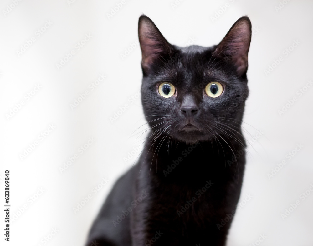 A black cat with a wide eyed expression