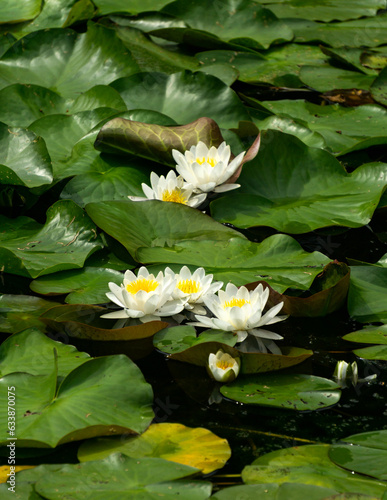water lilies floating on the surface of the water in the city pond.