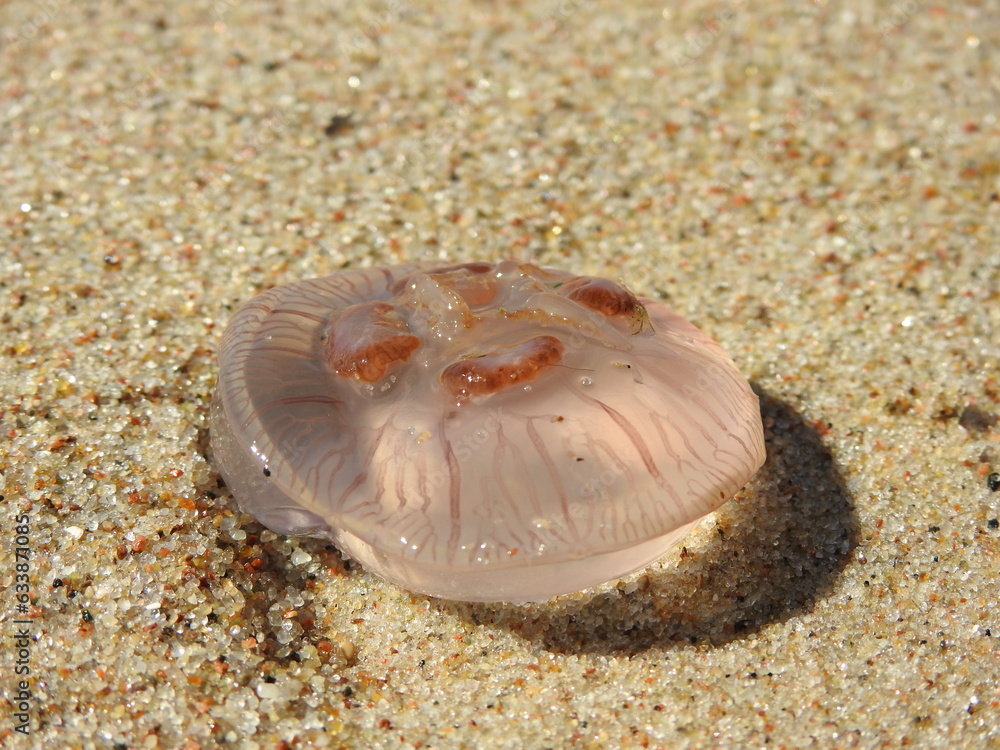 jellyfish of the baltic sea on the sand jellyfish of the baltic sea on the sand