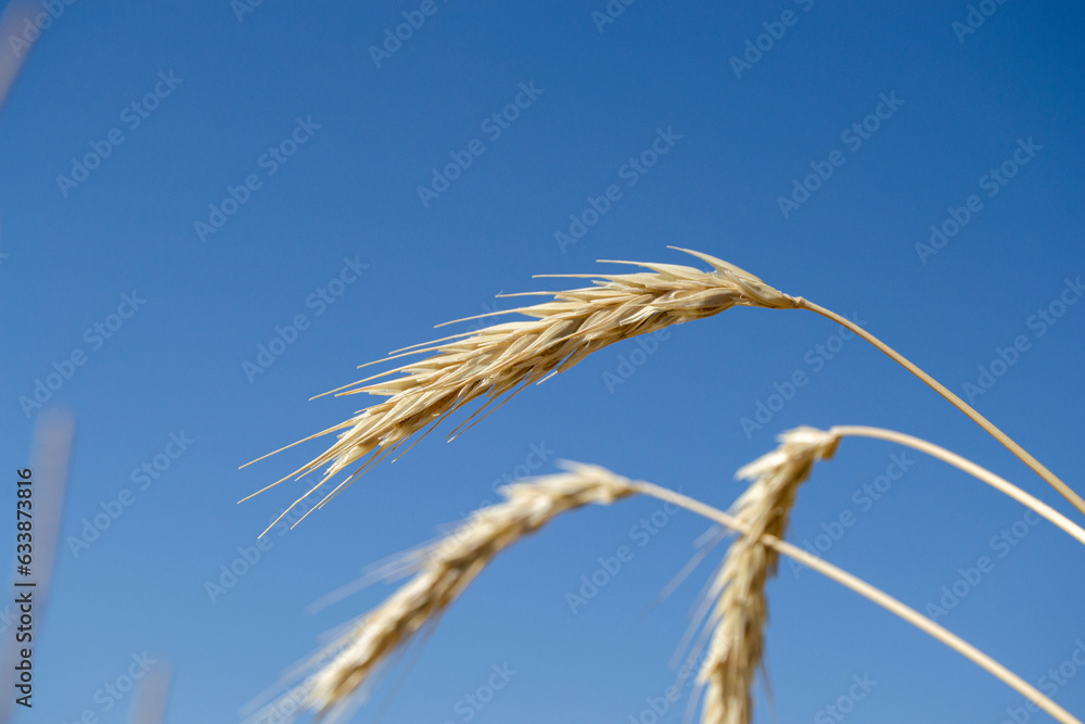 ears of wheat on blue sky, ear of wheat, ears of wheat,
wheat crisis, wheat production, wheat in the field, wheat harvest ears of wheat on blue sky, ear of wheat, ears of wheat,
wheat crisis, wheat production, wheat in the field, wheat harvest