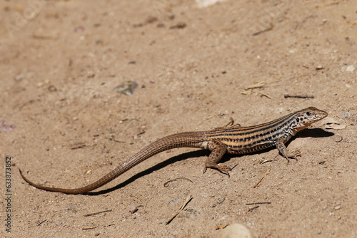 Western Whiptail Lizard sunning itself in open area.