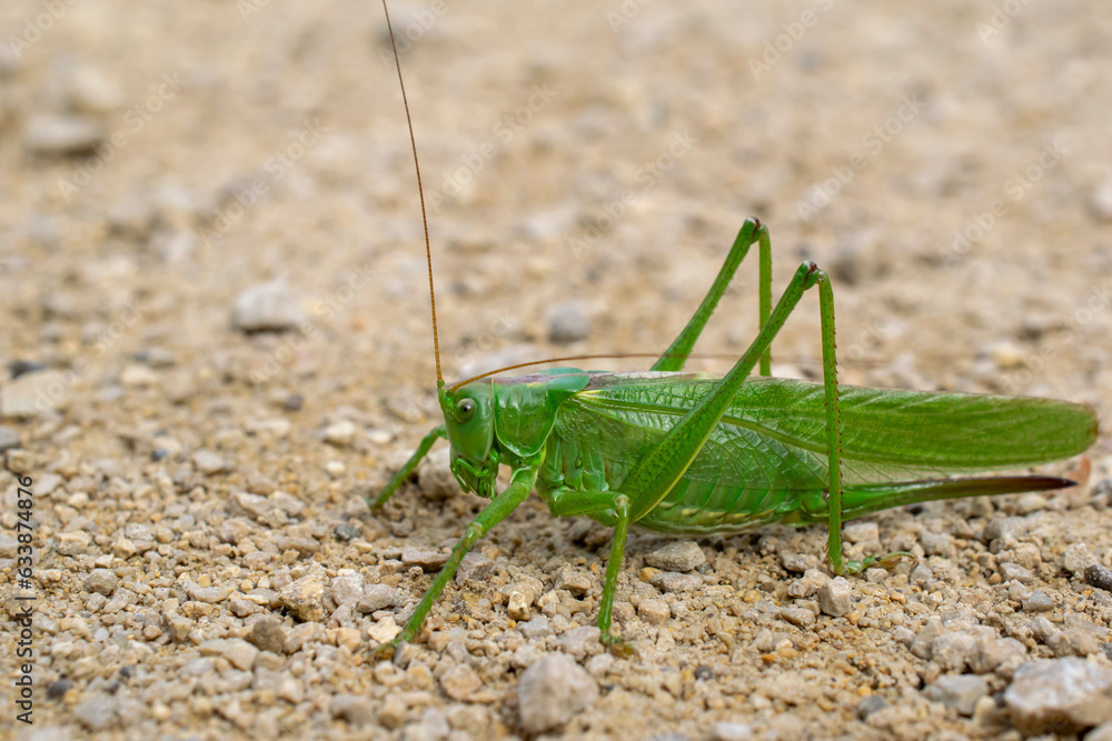 green grasshopper, locust, on stony desert background green grasshopper, locust, on stony desert background