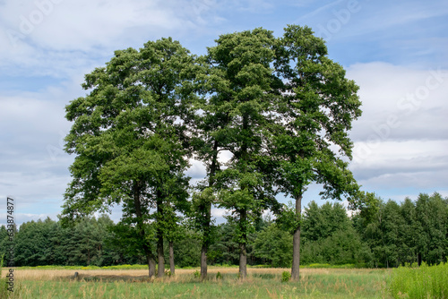 large black alder trees in summer photo