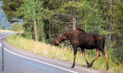Female Moose Cautiously Crosses Road