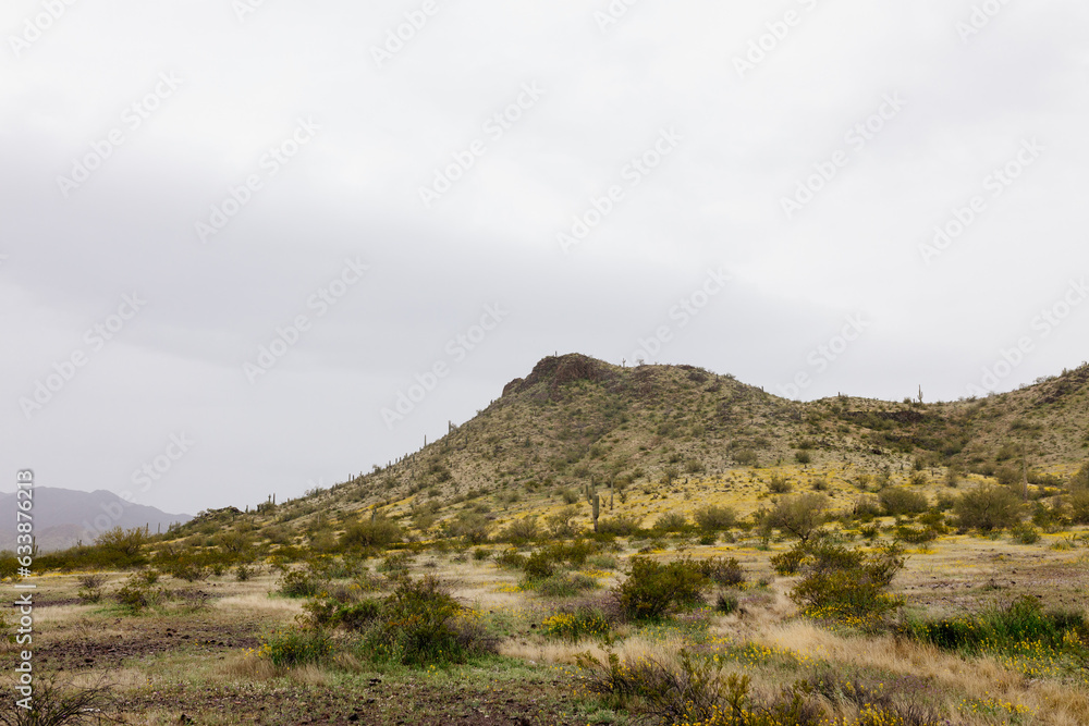 Arizona Landscape with a hill with tall green cacti, a meadow with yellow flowers on a cloudy day. Beautiful scenic view in Arizona, USA
