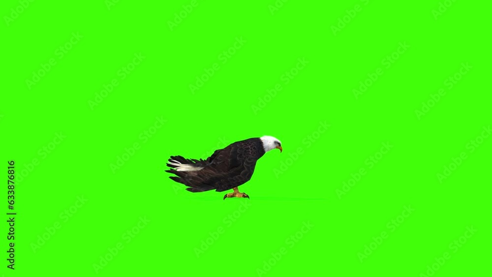 4k bald Eagle Hunting diet, prey loop render on chroma-key background
