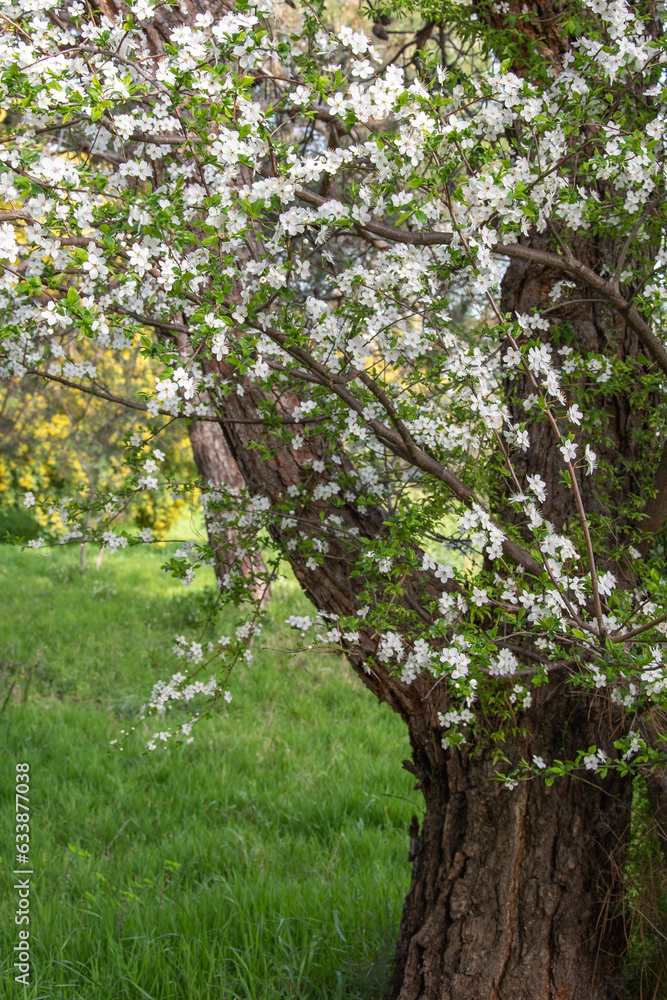 Arbre en fleurs Arbre en fleurs