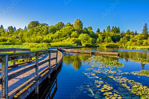 A beautiful lake in Burnaby City, covered with green lotus leaves, ducks on the water, a wooden bridge over the lake. Green grove in the background