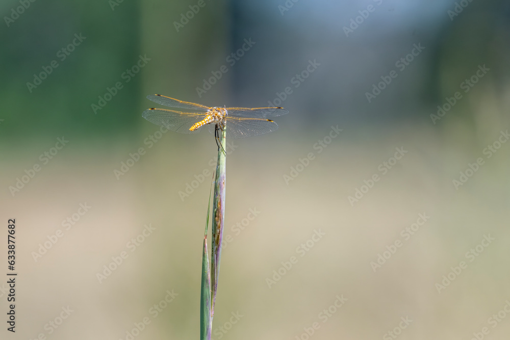dragonfly on tall grass