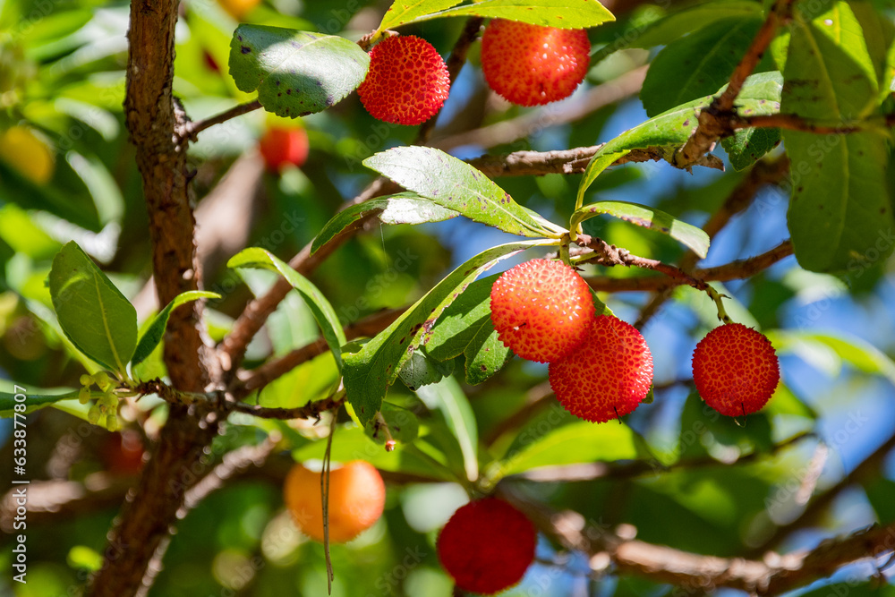 Obraz premium Fruits de l'arbousier