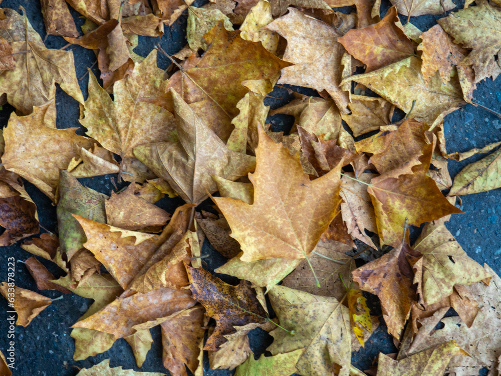 Fototapeta premium Autumn is coming. Fallen maple leaves on the sidewalk. Yellow dry leaves in August. Early leaf fall. Autumn concept.