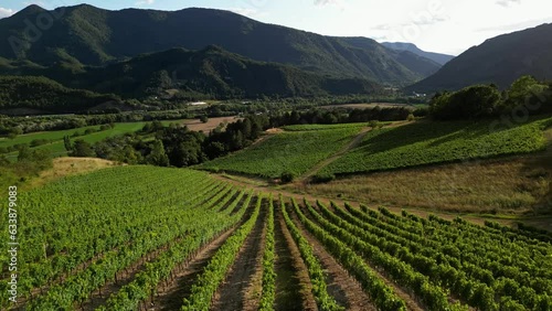 Aerial drone view over vineyards, towards agricultural fields, during sunset . Tidy rows of grapes ripening in the glow of the setting sun with mountainous terrain in the background in southern France