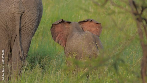 baby elephant, epic portrait pretty cute small new born calf in forest. herd family of African elephants grazing on grasslands of South Africa, revealing scale difference and growth from calf to bull