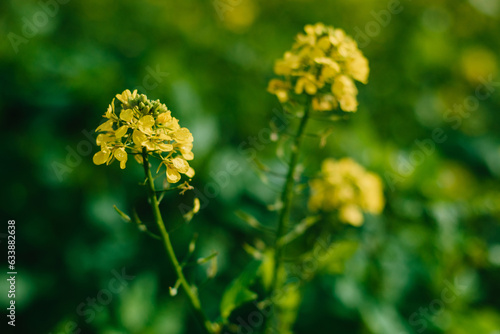 Yellow rapeseed field close up view. Yellow field of flowering rape closeup, nature wallpaper. Natural landscape background. Summer landscape, blooming rapeseed field