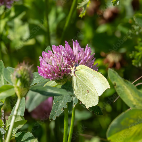 brimstonebutterfly on a flower photo