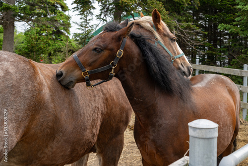Two chocolate brown horses allogrooming each other with their teeth on their backs. This biting is a form of aggressive communication between the horses. Cribbing is common for playful horseplay. © Dolores  Harvey