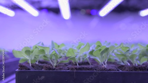 Tracking close-up of LED lit hydroponic, seedlings growing in trays growing food to eat indoors. 