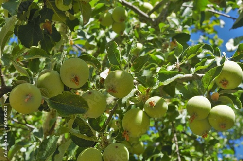 View upwards to unripe apple fruits growing on a tree branch. 