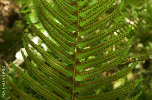 View of the underside of a fern frond, specifically a Western Sword Fern (Polystichum munitum), covered in a pattern of spores.  photo