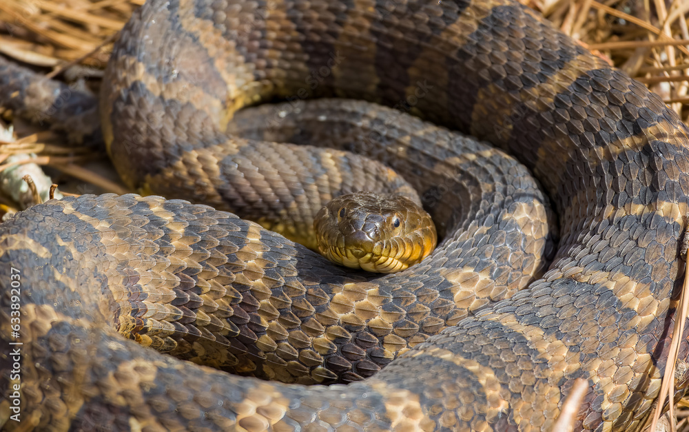 Watersnake coiled up in the rocks at a park in Rome Georgia. Watersnake coiled up in the rocks at a park in Rome Georgia.