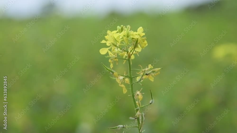 HD, close-up shot of yellow and white wildflowers set against a lush green field, captured with a shallow depth of field. The soft focus highlights the delicate details of the flora, creating a serene HD, close-up shot of yellow and white wildflowers set against a lush green field, captured with a shallow depth of field. The soft focus highlights the delicate details of the flora, creating a serene