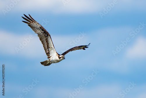 Osprey in Flight After a Missed Dive for a Fish
